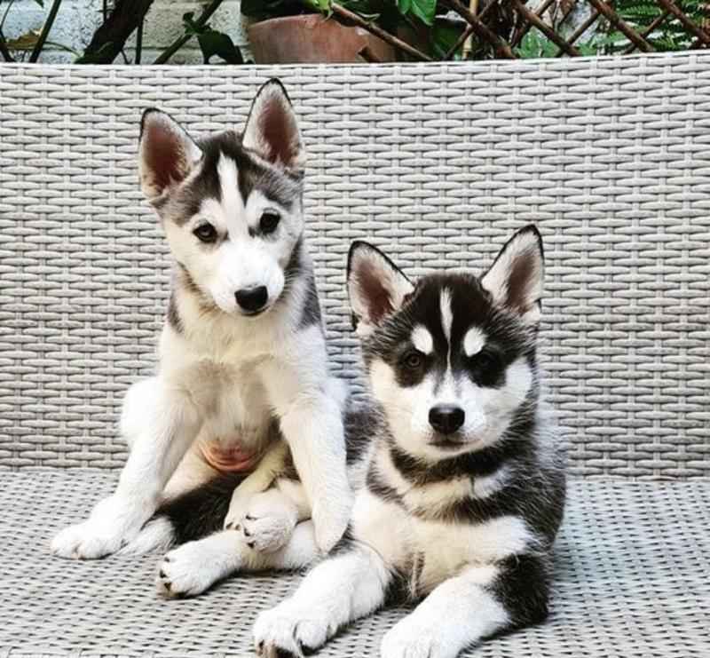 Szczenięta rasy Siberian Husky z rodowodem Śródmieście - zdjęcie 1