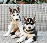 Szczenięta rasy Siberian Husky z rodowodem