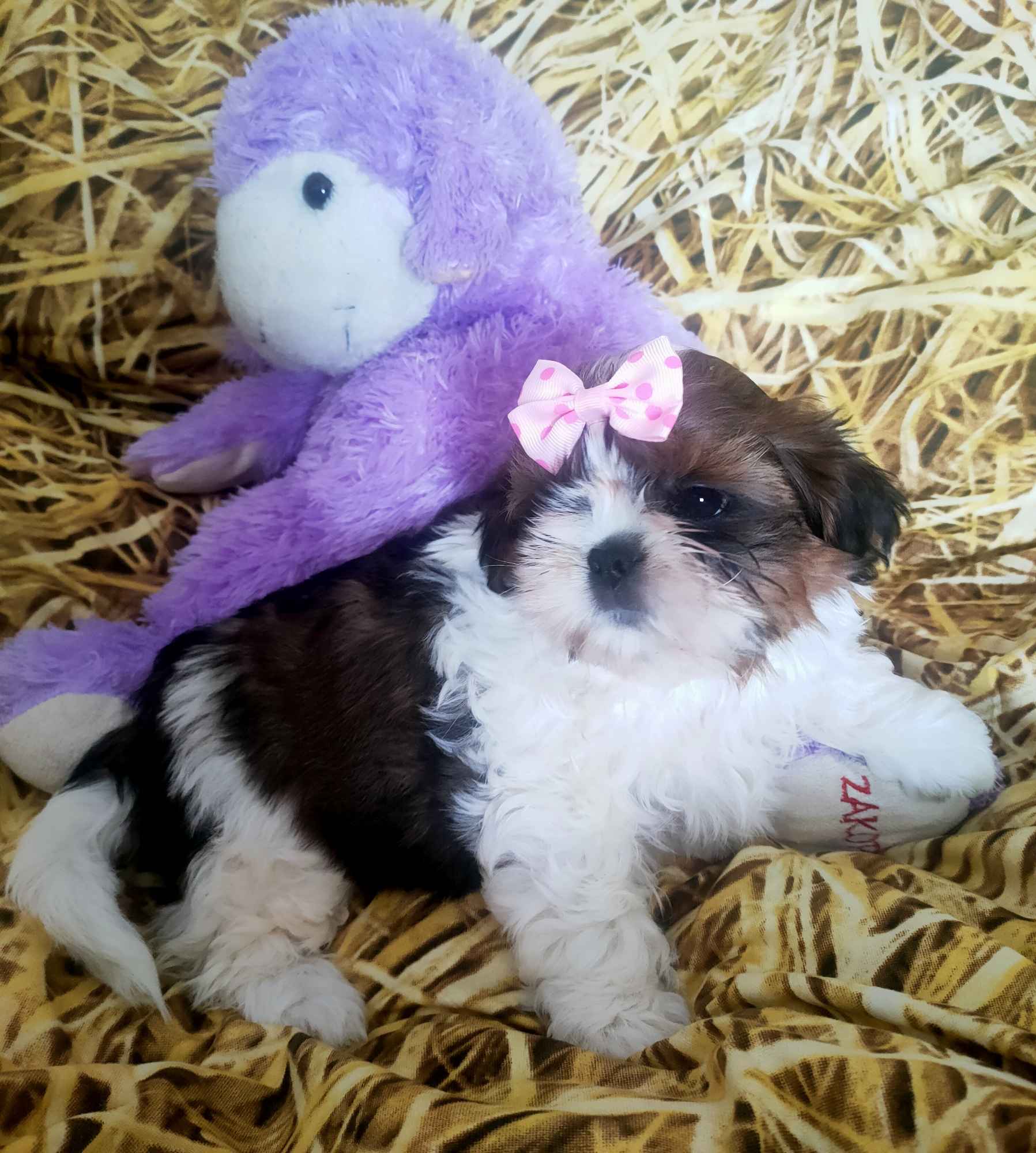 Shih-tzu rasowe szczenięta Wałbrzych - zdjęcie 10