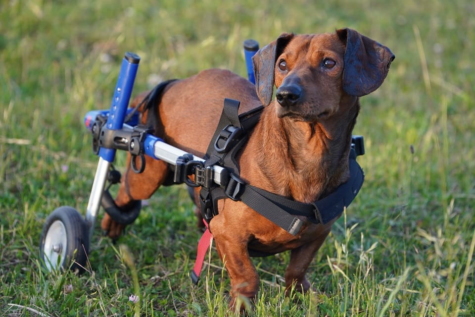 Blues szuka domu Łętkowice - zdjęcie 3