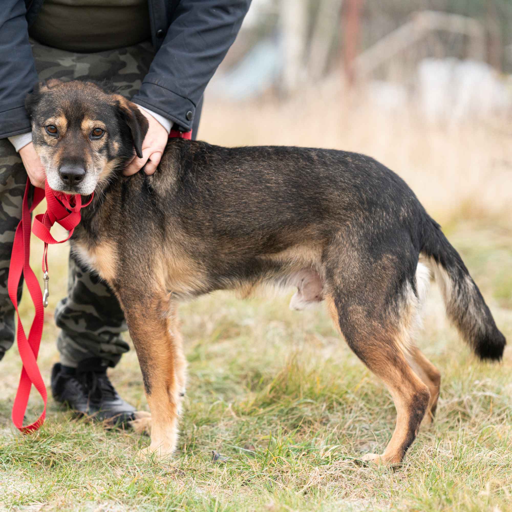 Borys - kochana psia przylepa szuka domu! Olsztyn - zdjęcie 3