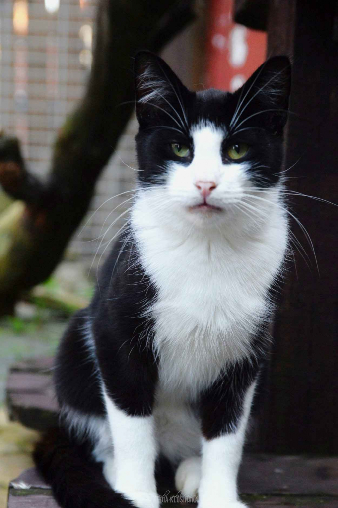 Dany - cudowny, rozmruczany kotek szuka domu! Olsztyn - zdjęcie 1