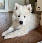 Samoyed / Samojed szczeniak Jasionka - zdjęcie 11