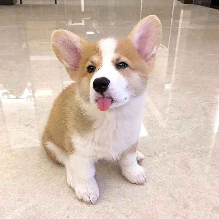 Szczenięta Pembroke Welsh Corgi. Huby - zdjęcie 2