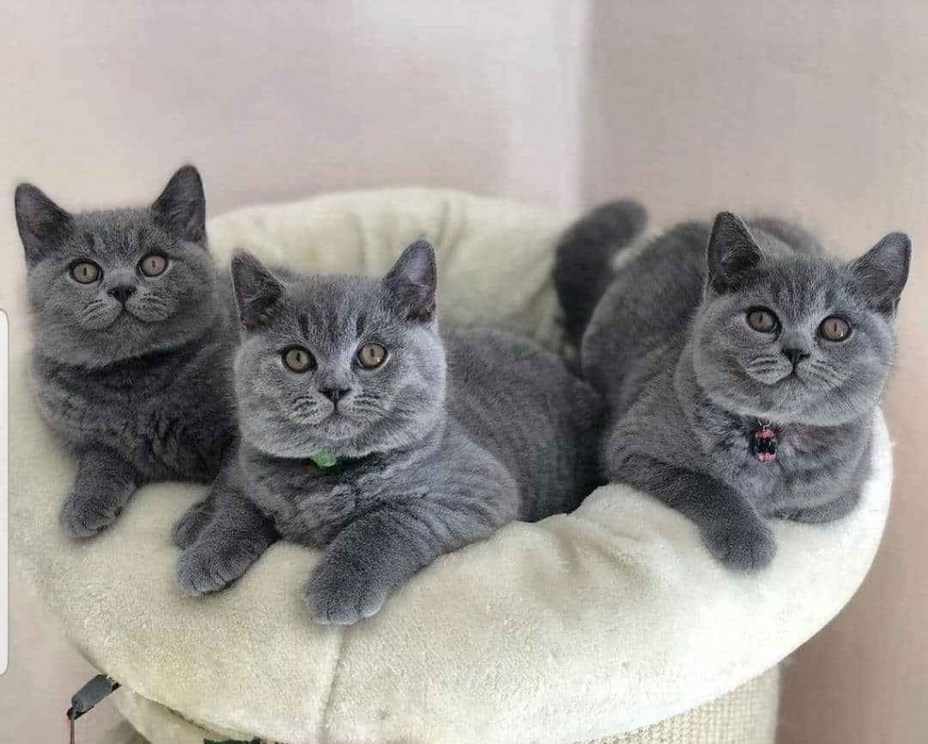 Urocze kocięta brytyjskie krótkowłose dostępne Adamierz - zdjęcie 1