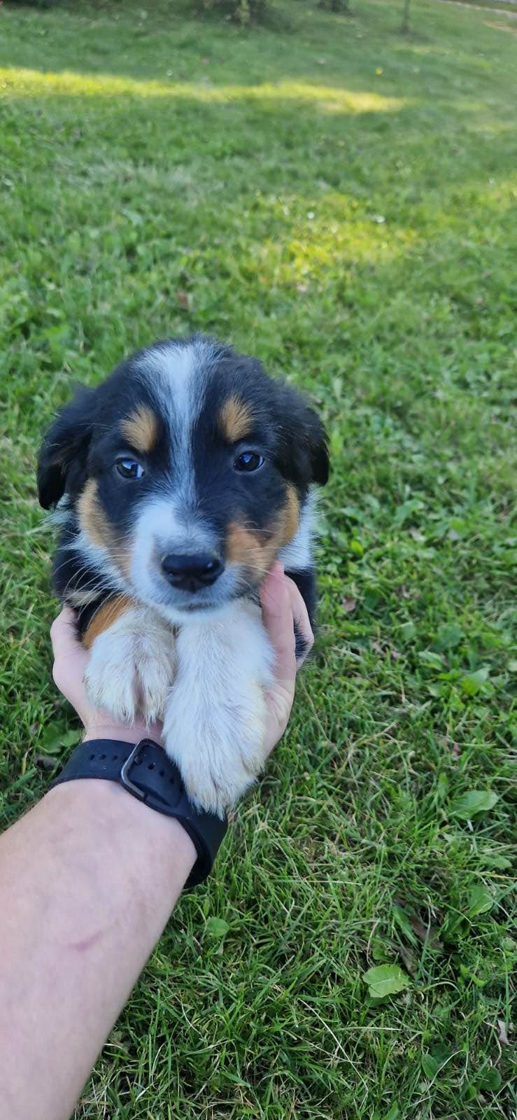 Pieski border collie Nowy Sącz - zdjęcie 7