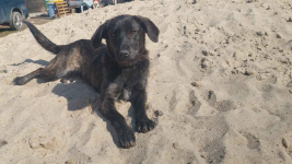 Beza - cudowna, młodziutka, niekonfliktowa sunia! Olsztyn - zdjęcie 5