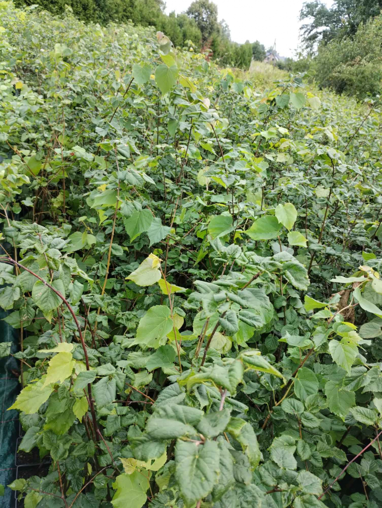 Lipa drobnolistna sadzonki w doniczkach Tilia cordata Buczków - zdjęcie 3