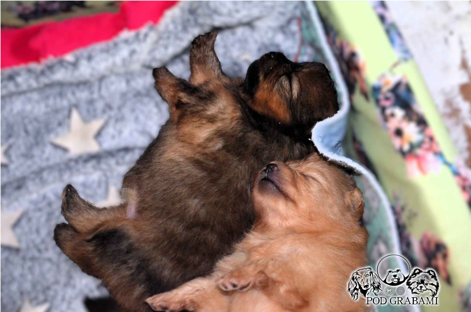 Pomeranian FCI ## rezerwacja Kolbudy - zdjęcie 2