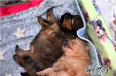 Pomeranian FCI ## rezerwacja Kolbudy - zdjęcie 2