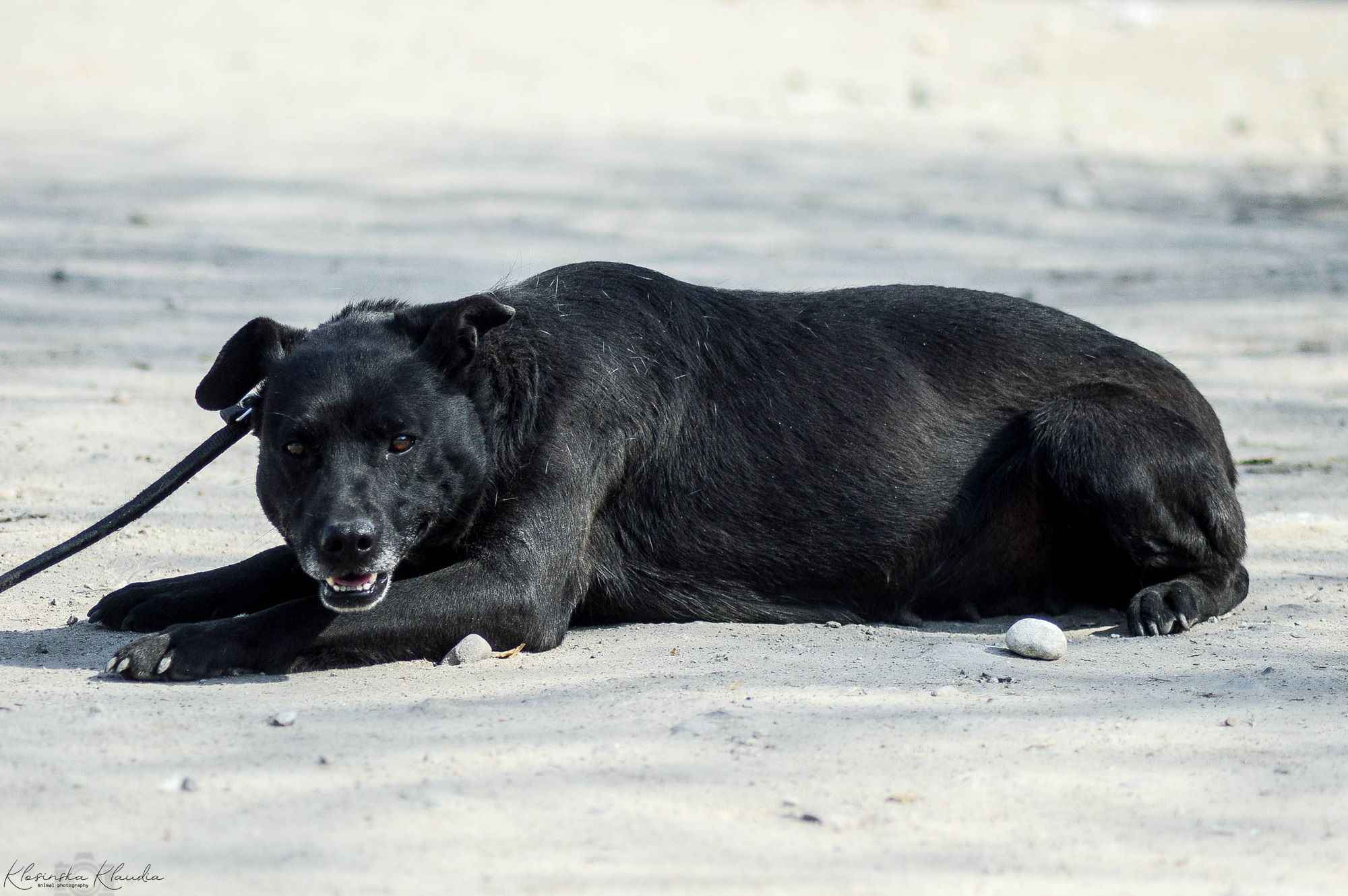 Armia - łagodna, delikatna sunia szuka domu! Olsztyn - zdjęcie 3
