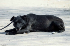 Armia - łagodna, delikatna sunia szuka domu! Olsztyn - zdjęcie 3