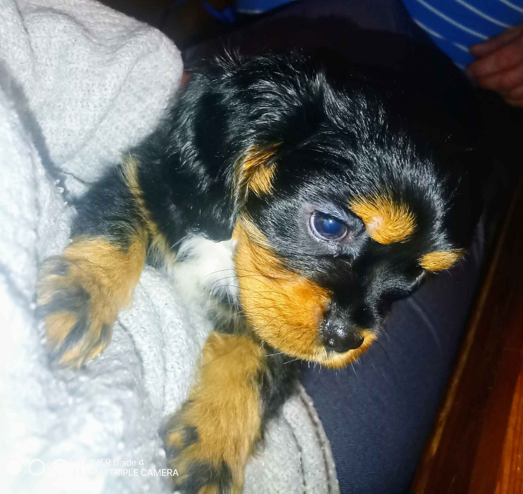 Gotowy do odbioru piesek Cavalier z rodowodem i wyprawką Górna - zdjęcie 2