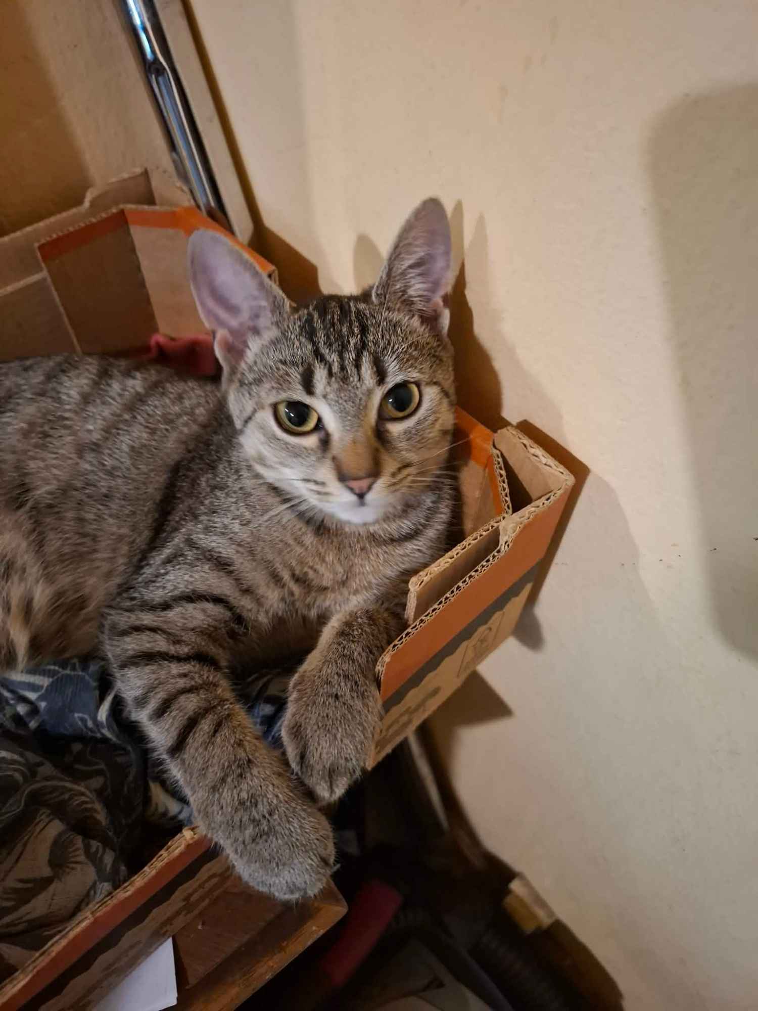 Rysia - 9 miesięczna koteczka do adopcji Olsztyn - zdjęcie 1
