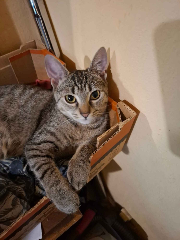 Rysia - 9 miesięczna koteczka do adopcji Olsztyn - zdjęcie 1
