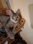 Rysia - 9 miesięczna koteczka do adopcji
