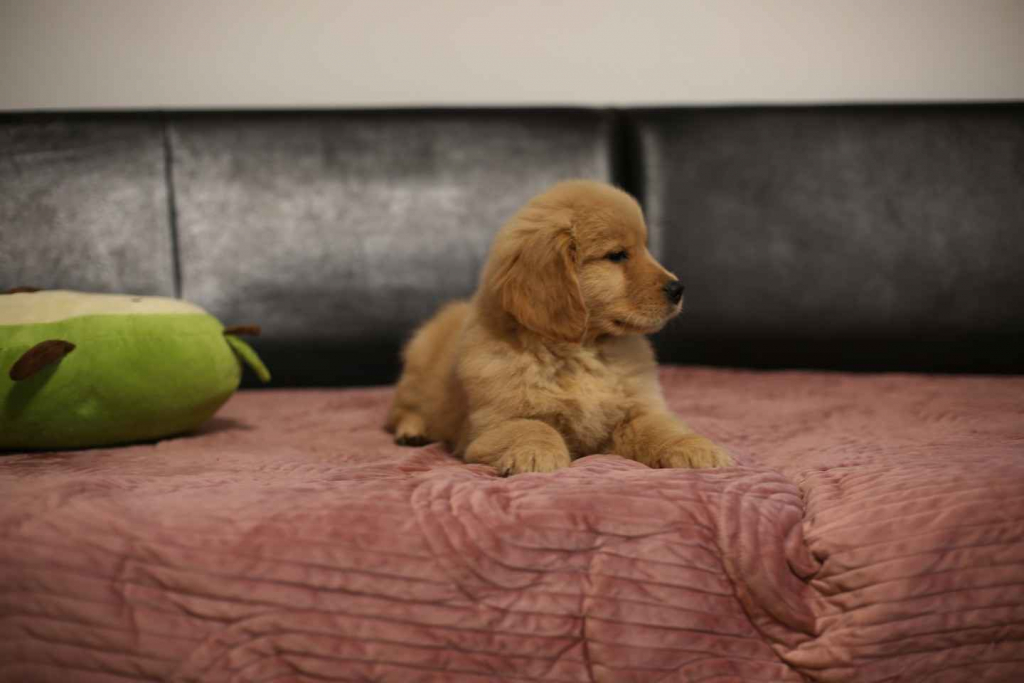 GOLDEN RETRIEVER- typ amerykański, złote szczenięta, ZKwP Psie Pole - zdjęcie 9