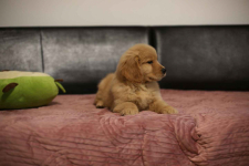 GOLDEN RETRIEVER- typ amerykański, złote szczenięta, ZKwP Psie Pole - zdjęcie 9