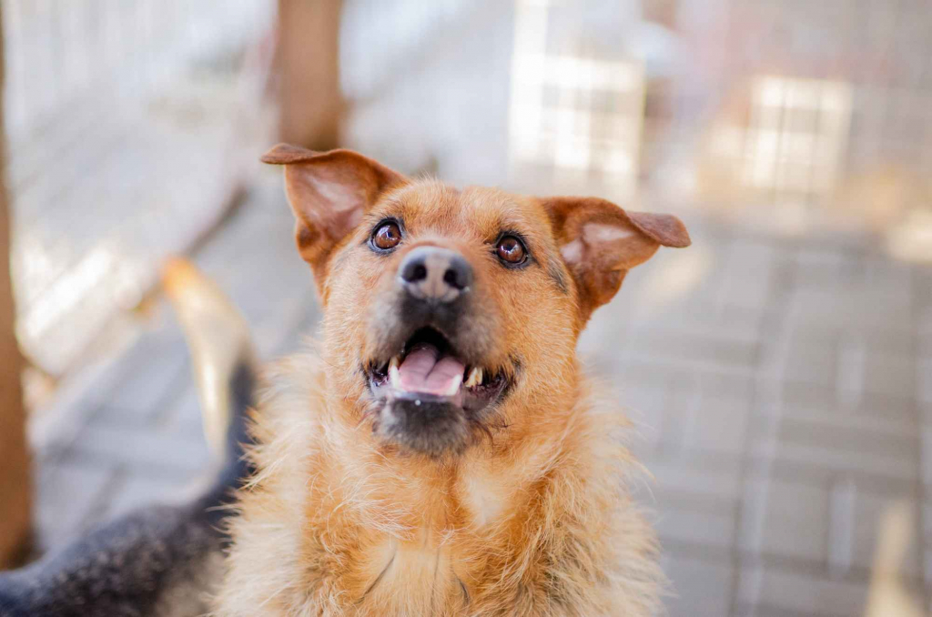 Kufel - fantastyczny, wesoły psiak szuka domu! Olsztyn - zdjęcie 1