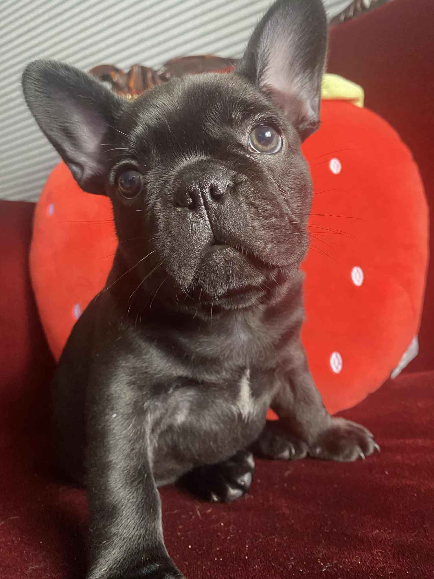 Buldog Francuski Celestynów - zdjęcie 11