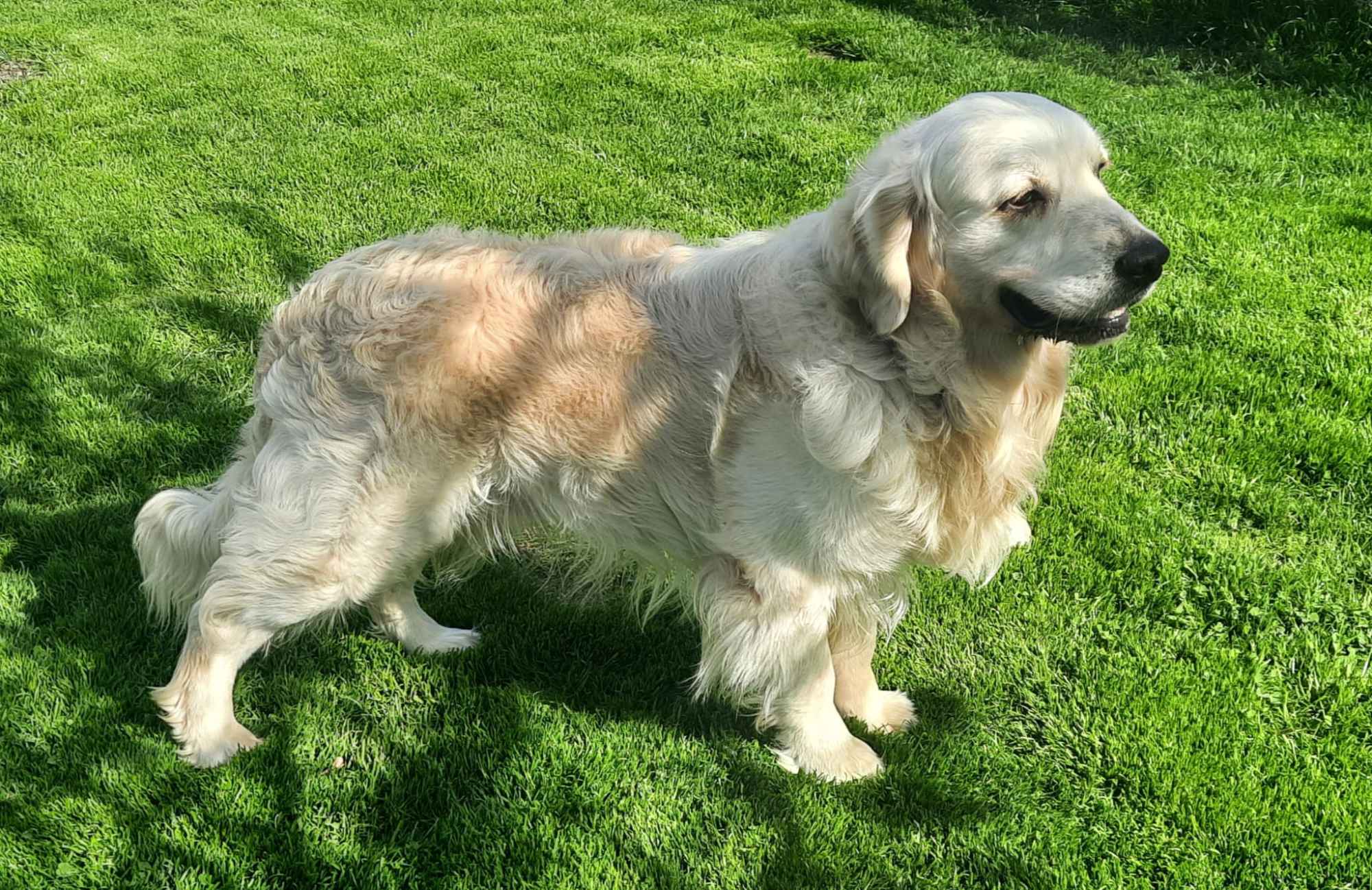 Szczeniak / piesek Golden Retriever Związek Kynologiczny FCI Wadowice - zdjęcie 10