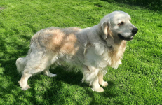 Szczeniak / piesek Golden Retriever Związek Kynologiczny FCI Wadowice - zdjęcie 10