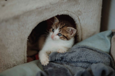 Kocięta PILNIE szukają domów! Olsztyn - zdjęcie 6