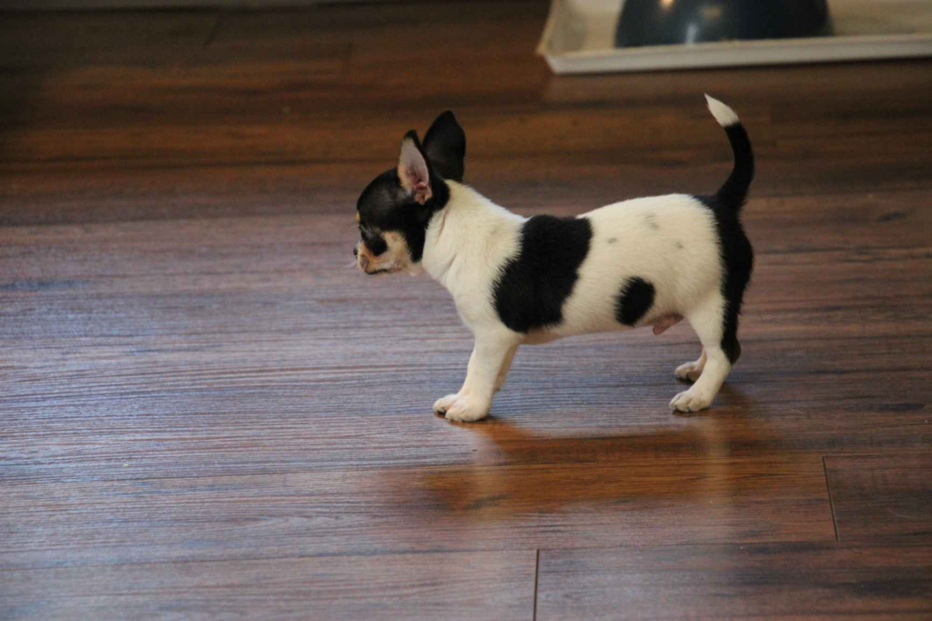 Chihuahua pieski chihuahua Łosie - zdjęcie 4