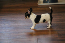 Chihuahua pieski chihuahua Łosie - zdjęcie 4