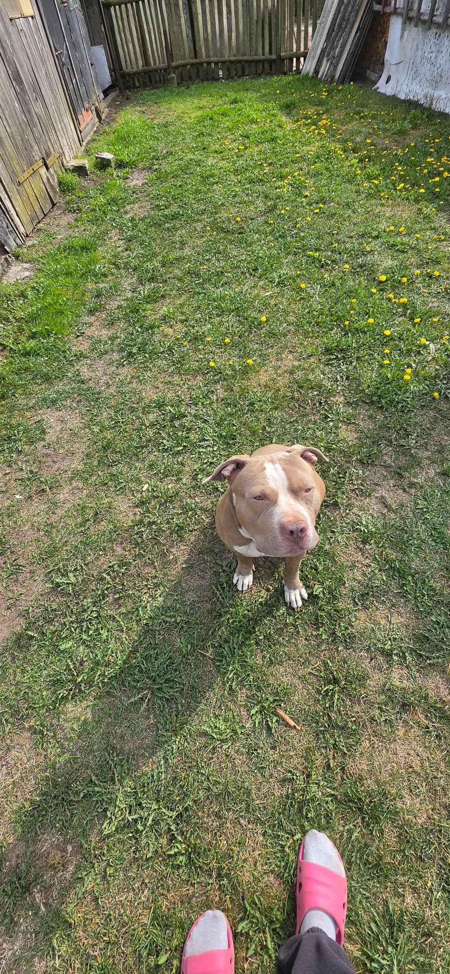 Adopcja psa Lotyń - zdjęcie 2