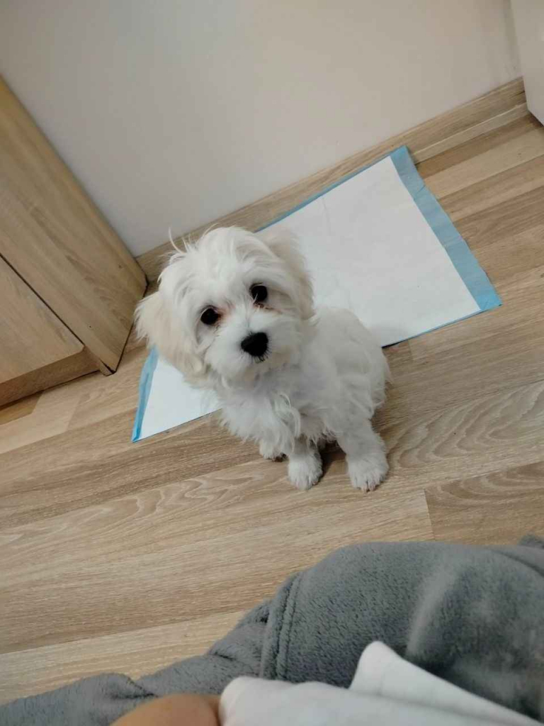 Szczeniak Maltańczyk na sprzedaż Działdowo - zdjęcie 2