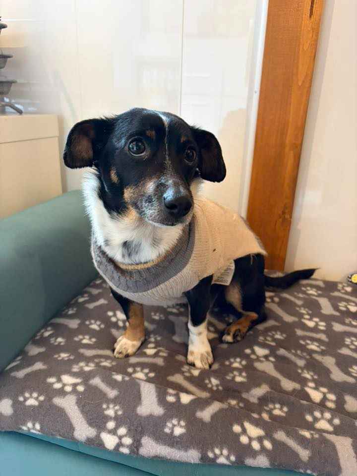 Nakolankowa Pusia, rozkoszna, domowa sunia! Olsztyn - zdjęcie 2