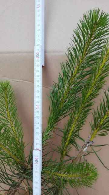 Sosna pospolita w doniczce. Buczków - zdjęcie 3