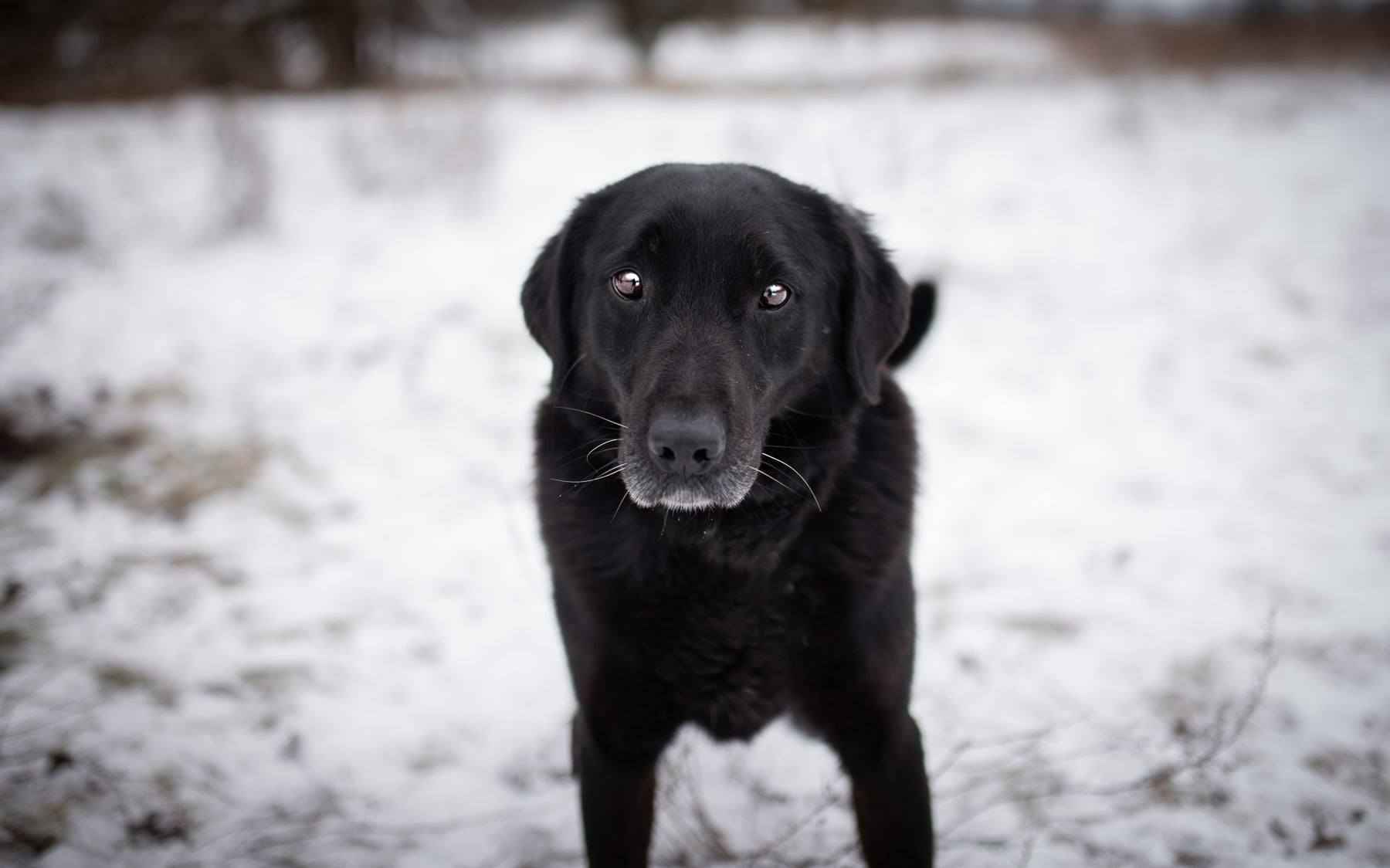 Portos - łagodny, przyjazny psiak w typie labka Olsztyn - zdjęcie 1