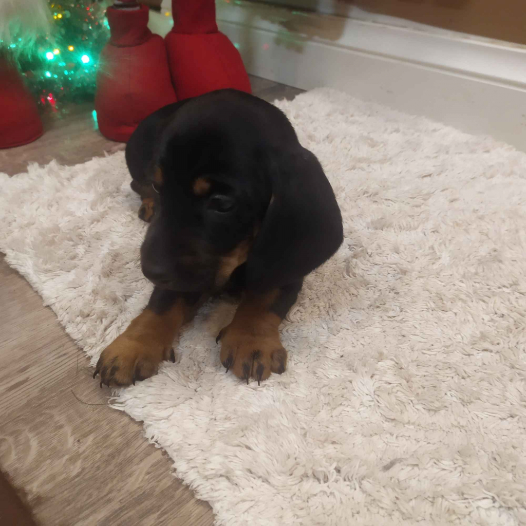 Jamnik jamniczki miniaturki statndard Turek - zdjęcie 2