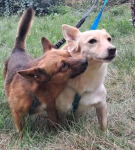 STELLA malutka biszkoptowa sunieczka Mszczonów - zdjęcie 2