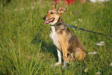 Diuna - psia wojowniczka marzy o własnym domku Łętkowice - zdjęcie 3