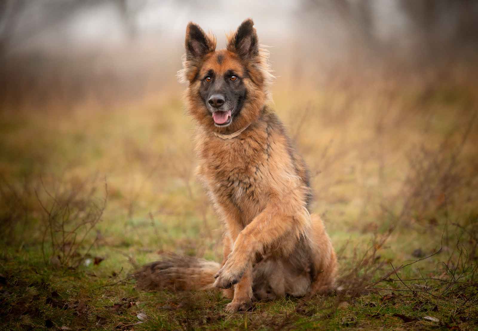 Ares - młody przepiękny owczarek szuka spokojnego domu! Olsztyn - zdjęcie 7