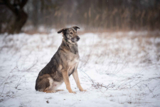 Karinka - niekonfliktowa, delikatna, spokojna sunia Olsztyn - zdjęcie 6