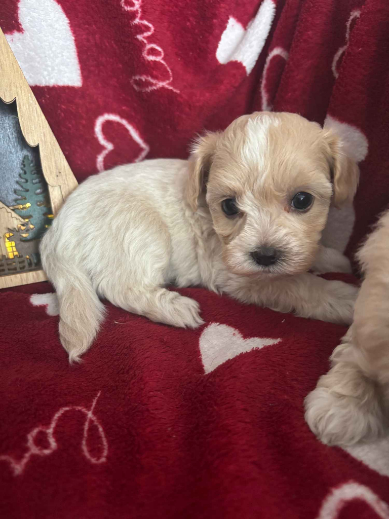 Maltipoo Sunia F1 Częstochowa - zdjęcie 3