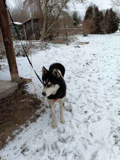 Oddam 15miesiecznego Husky w dobre rece Opatkowice - zdjęcie 1
