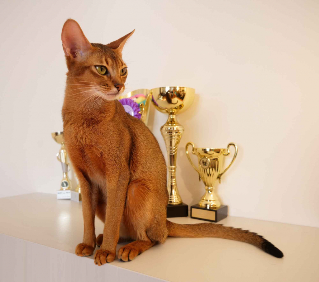 Клубные абиссинские котята Bemowo - zdjęcie 8