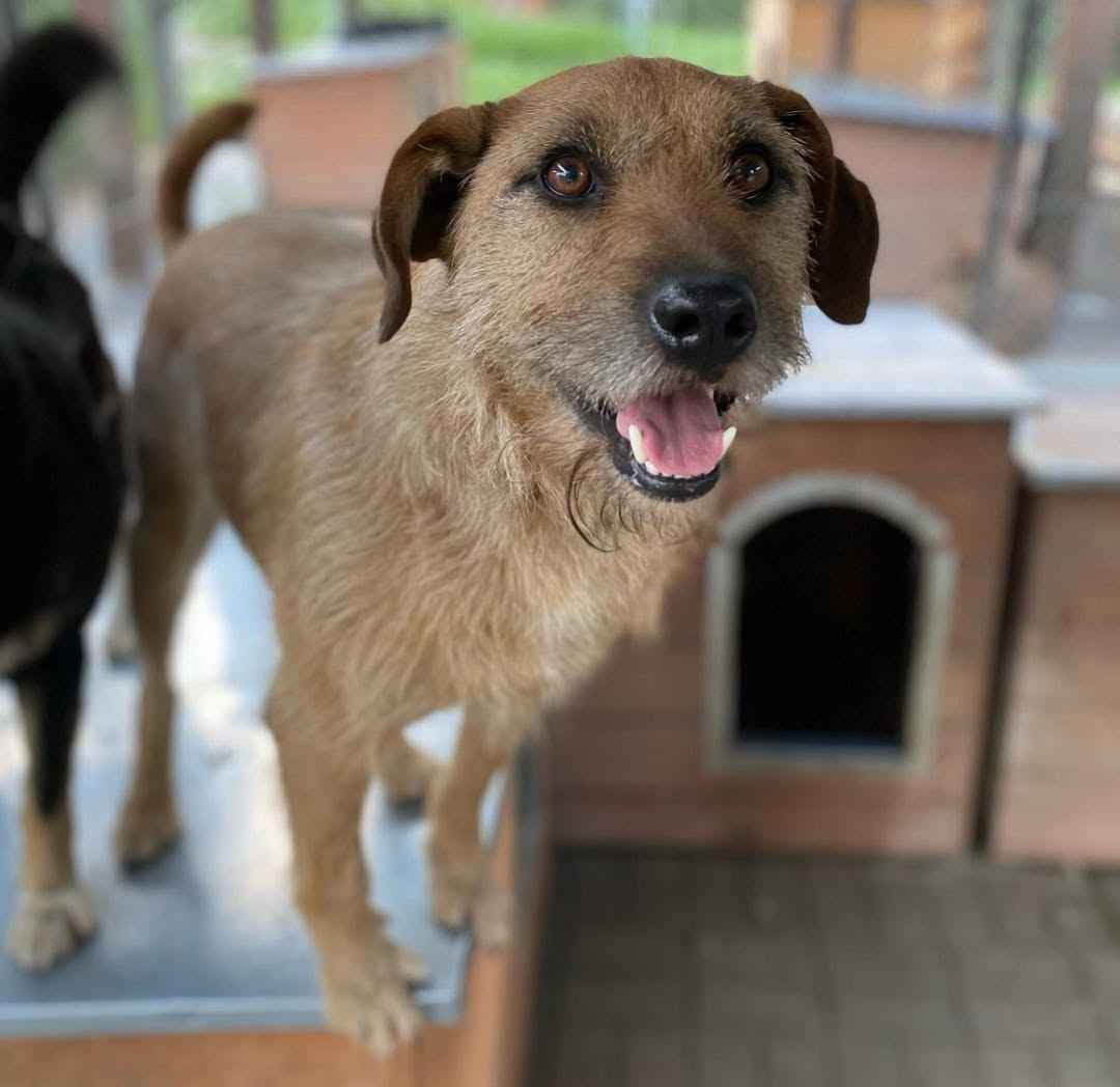 Fuks - wesoły, młody terrier mix szuka domu! Olsztyn - zdjęcie 2