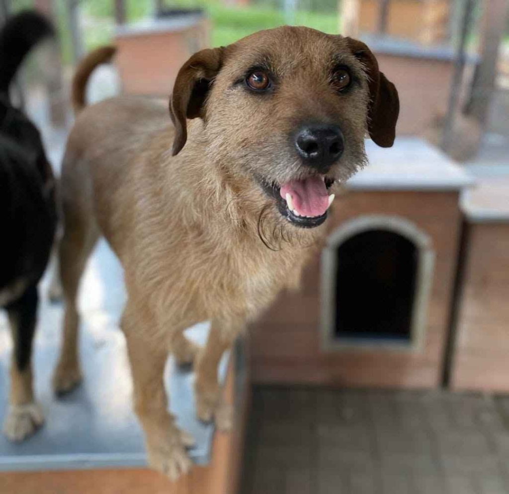 Fuks - wesoły, młody terrier mix szuka domu! Olsztyn - zdjęcie 2