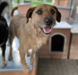 Fuks - wesoły, młody terrier mix szuka domu! Olsztyn - zdjęcie 2