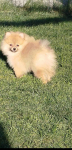 Szpic miniaturowy Pomeranian gotowy do odbioru Zwoleń - zdjęcie 4