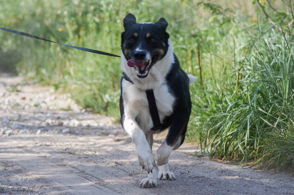 Cola - fantastyczna suczka szuka domu! Olsztyn - zdjęcie 2