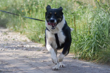 Cola - fantastyczna suczka szuka domu! Olsztyn - zdjęcie 2