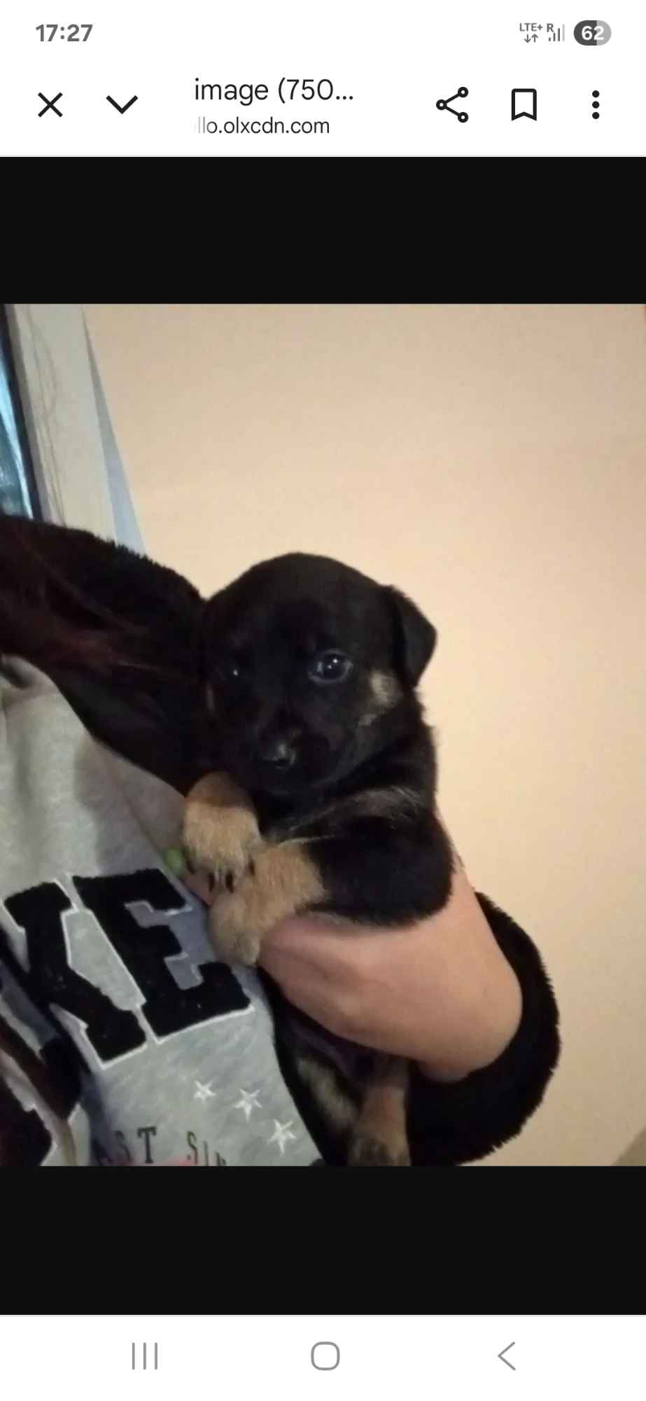 Oddam kundelka w dobre ręce Płock - zdjęcie 1