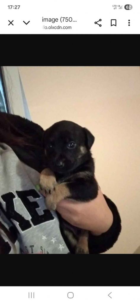 Oddam kundelka w dobre ręce Płock - zdjęcie 1